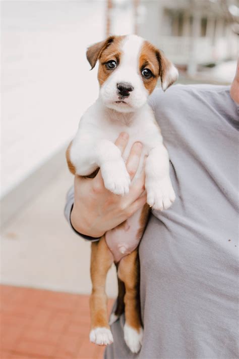 Pet lovers are obsessed with this boxer shepherd mix video 28