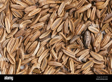 Overhead view of fennel (Foeniculum vulgare) seeds Stock Photo - Alamy