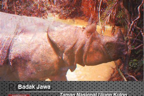 badak jawa  sumatera terancam punah republika