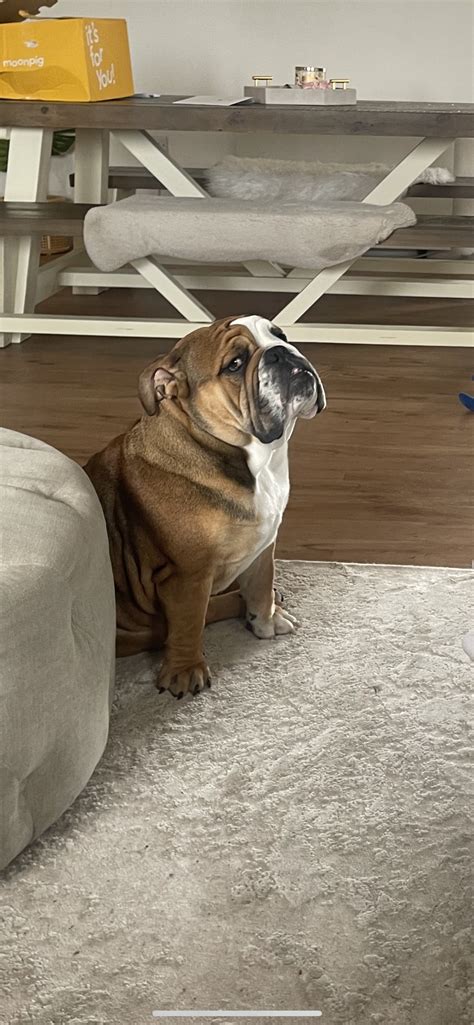 Chloë ️💙 on Twitter: "My pup chewed my Apple Pencil so does anyone want