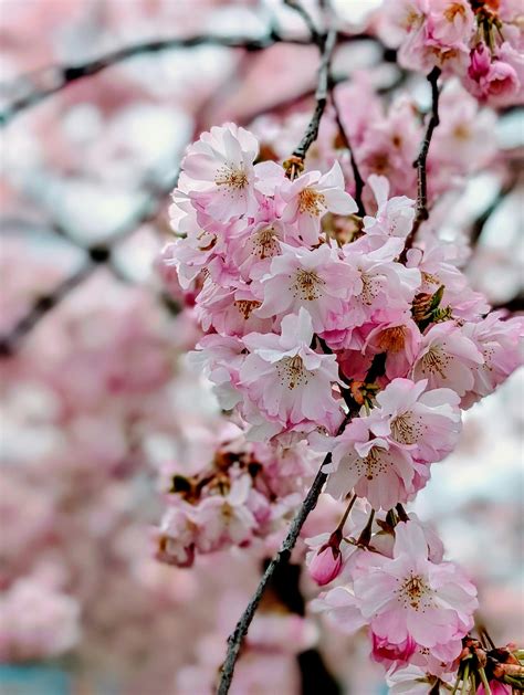 Japanese+Lesbians+On+The+Bus Photos, Download The BEST Free Japanese