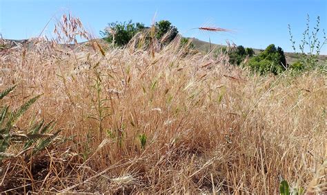 invasive grasses ventenata