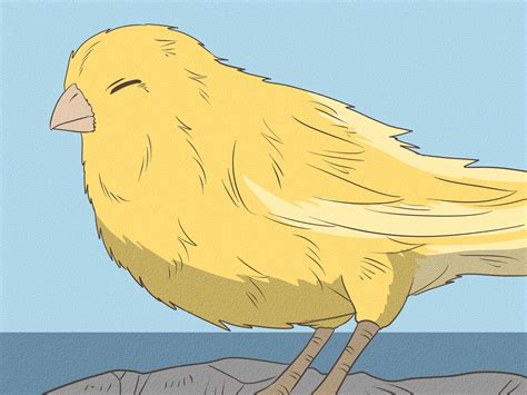 3 Ways to Get a Canary to Sing - wikiHow