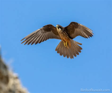 Eleonora’s Falcon | Birds of Kuwait | Bird Sightings from Kuwait