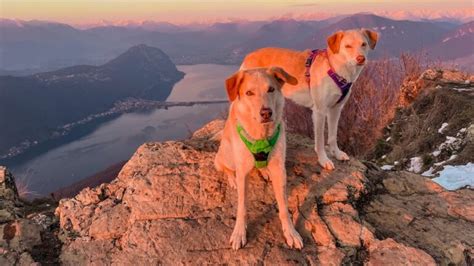 13 Best Dog Breeds For Hiking