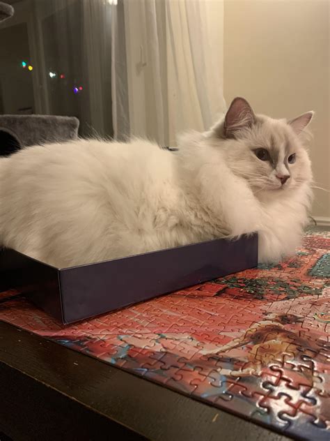 Surprisingly effective trap : r/CatTrap