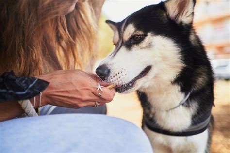 Cachorro Pode Comer Bolacha De Água E Sal - Cachorro pode comer bolacha água e sal? Descubra! | Petlove