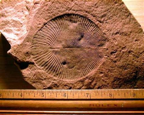 Annelid precambrian fossil | Annelid, Fossil, Fossils