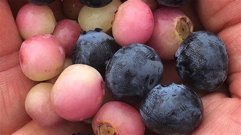 unique blueberry varieties