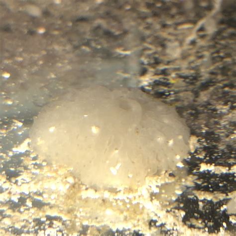 white blob id reefreef