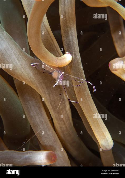 ancylomenes longicarpus periclimenes longicarpus  bubble tip