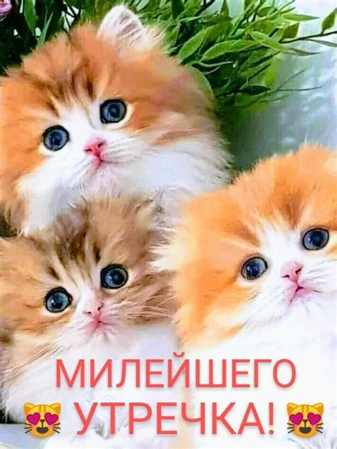Pin by Gulnara on ДОБРОЕ УТРО ! Привет !☕☕ | Good morning, Animals, Cats