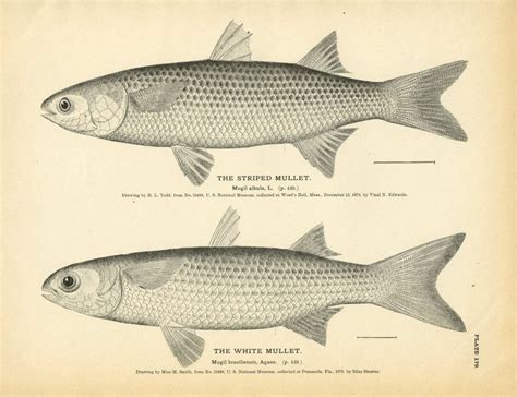 Kenali Ikan Belanak - Umpan