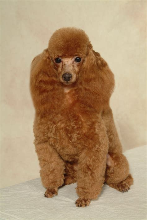 Types Of Toy Poodle Haircuts at Nicholas Heaton blog