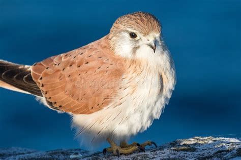 australian nankeen kestrel   tree   blue sky stock photo