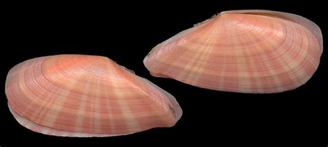 Moerella pulchella
