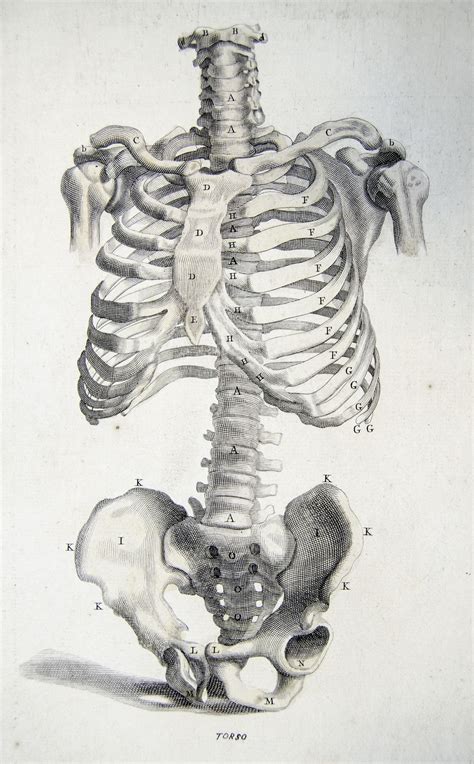 bones   torso  anatomy improvd  illustrated anatomy art