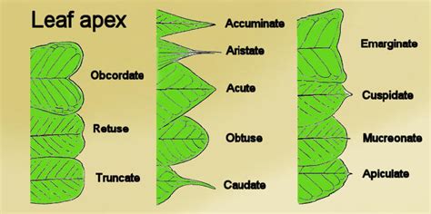 Leaf apex