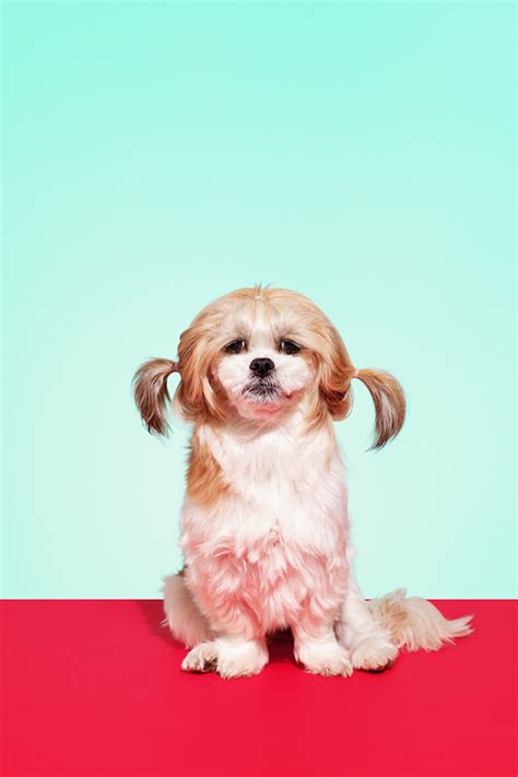 Pooch! :: Behance