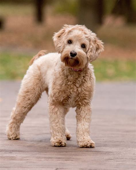 Labradoodle Dog Breed Information Images Characterist - vrogue.co