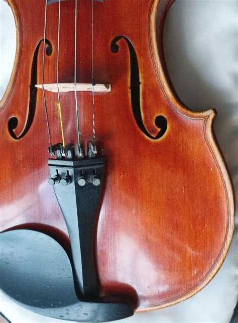 Viola