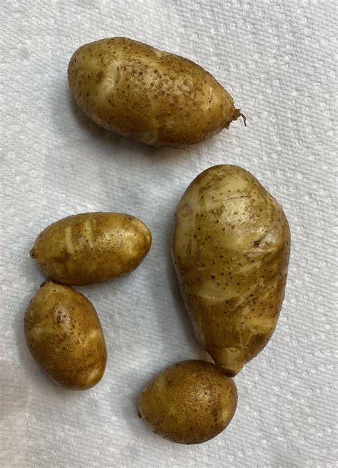 Container grown potatoes : r/SimpleGardening
