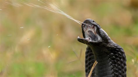 Philippine Cobra Bite