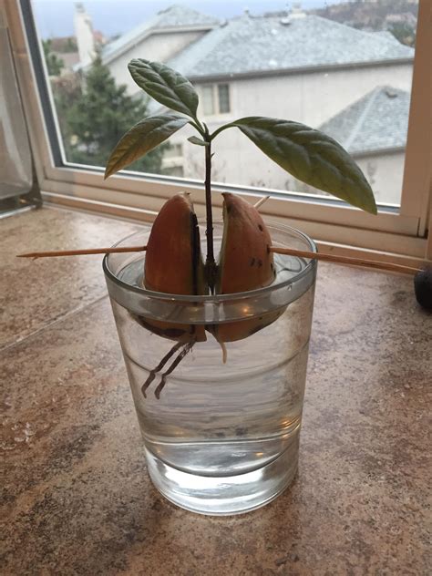 how to grow an avocado from a seed 4