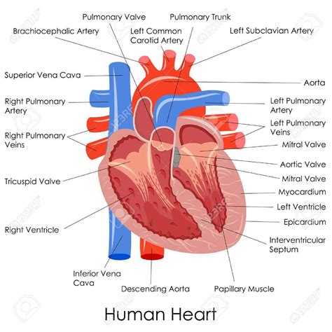 Human Heart Anatomy Diagram - coordstudenti