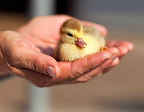 What Do You Need To Have A Baby Duck As A Pet at Evelyn Hampton blog