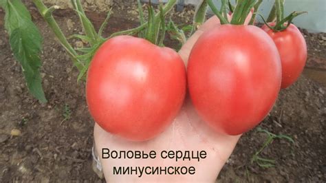 4 сорта томата Воловье сердце: описание, фото, отзывы