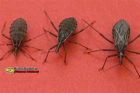 Como É O Bicho Barbeiro - Zoologia: Barbeiro (Triatoma infestans)