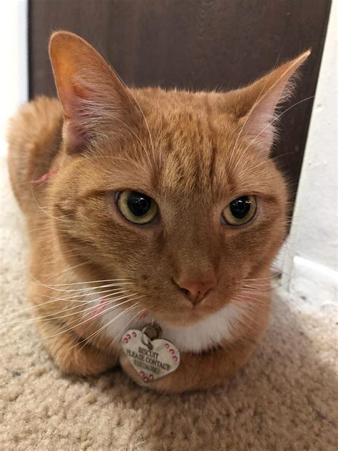 Female Orange Tabby Cat Orange Tabby Kitten For Adoption In San Diego