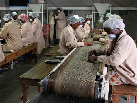 Кенийский кофе купить Kenyan coffee