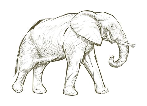 Illustration drawing style of elephant - Download Free Vectors, Clipart