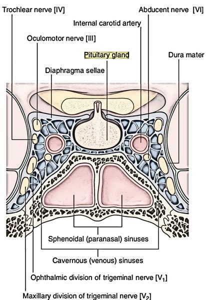 Pituitary Gland – Earth's Lab