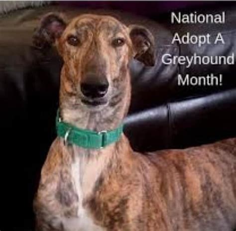 retired greyhounds   lot  exercise