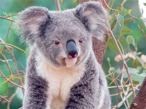 Koala | Animal Wildlife