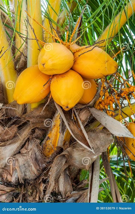 gold yellow coconut seed stock image image  exotic