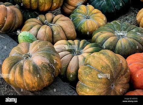 pumpkins   pumpkin patchs fall festival stock photo alamy