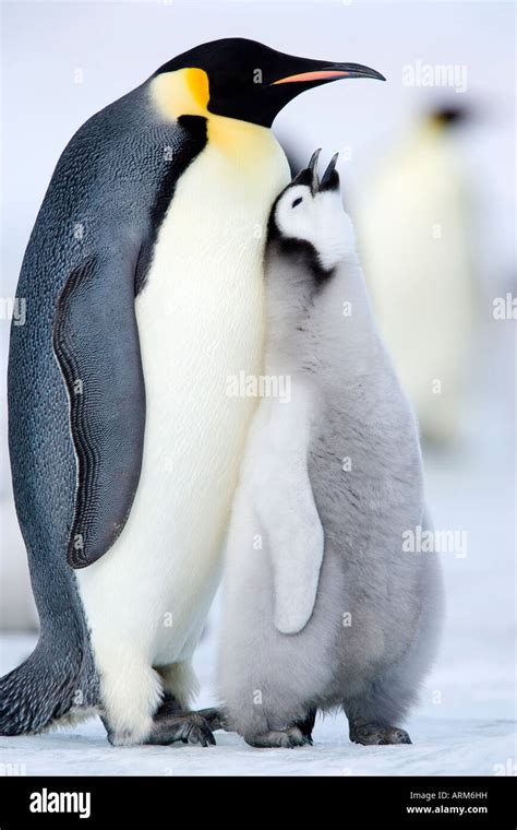 Emperor penguin chick and adult (Aptenodytes forsteri), Snow Hill ...