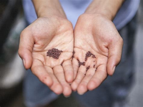 How To Grow Succulents From Seed? - CactusWay