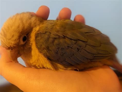 ways to parrot sleeping too much fast 7