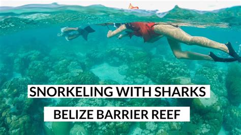 Snorkeling with the Sharks in Belize Barrier Reefs - YouTube