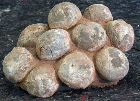 Mussaurus smallest eggs 1inch in diameter Dinosaur Egg Fossil, Dinosaur Eggs, Dinosaur Fossils ...