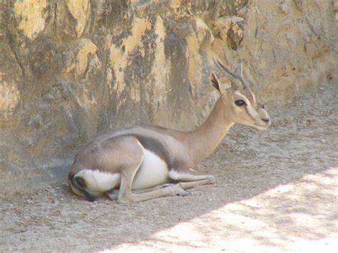 The Online Zoo - Speke's Gazelle