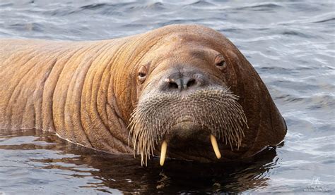year  walrus freya euthanized  oslo norway headline reporter