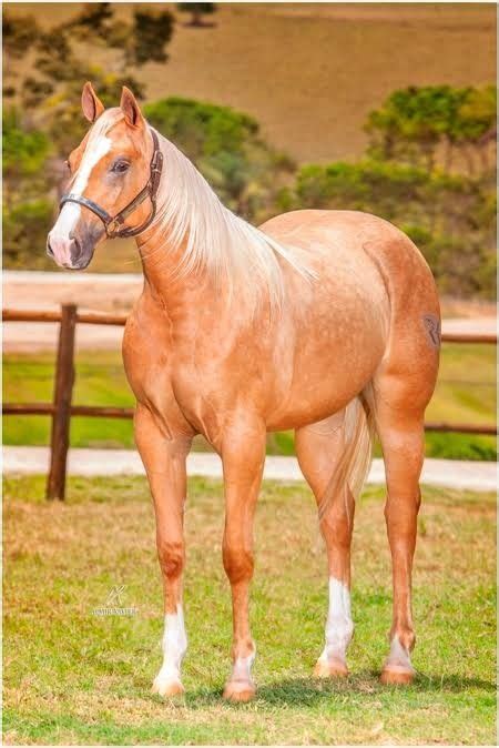 Cavalinho Marrom - Cavalos: O Cavalo Marrom