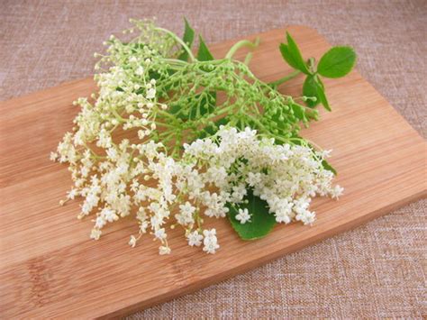 frische images browse  stock  vectors  video