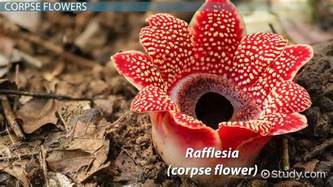 Rainforest Plants | Adaptations, Kinds & Types - Lesson | Study.com